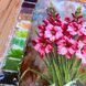 Гладіолуси ЗПК-074 Схема під вишивання бісером ZPK074 фото 4