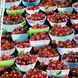 Fruit Bowls, Американский хлопок для рукоделия и одежды 1i4-355 1 фото 3