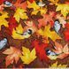 Leaves and Orioles Light Brown Хлопок для рукоделия и одежды  25a-164 фото 2